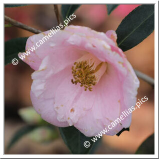 Camellia Hybrid C.x williamsii 'Molène '