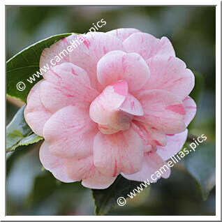 Camellia Japonica 'Molteni'