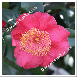 Camellia Camellia Japonica de Higo 'Momijigari'