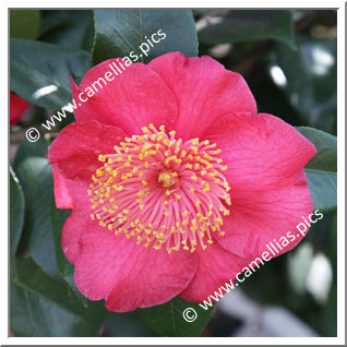 Camellia Higo Camellias 'Momijigari'