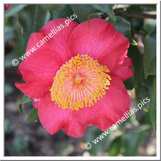 Camellia Higo Camellias 'Momijigari'