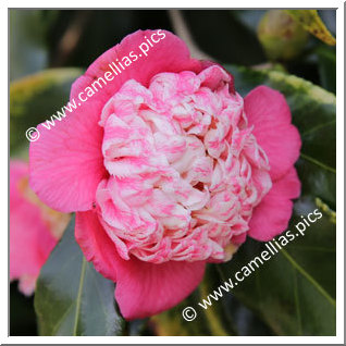 Camellia Japonica 'Momoiro-bokuhan'