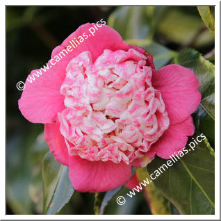 Camellia Japonica 'Momoiro-bokuhan'