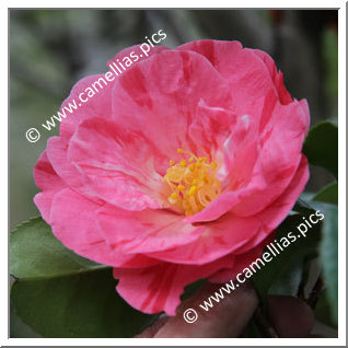 Camellia Japonica 'Momoji-no-higurashi'