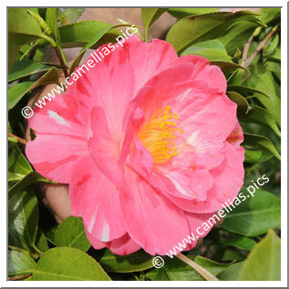 Camellia Japonica 'Momoji-no-higurashi'