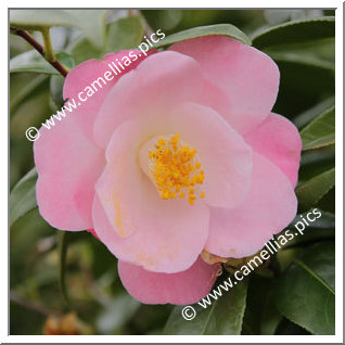 Camellia Japonica 'Momotarô'