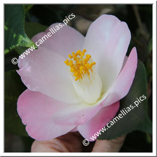 Camellia Japonica 'Momotarô'