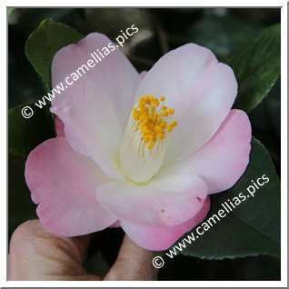 Camellia Japonica 'Momotarô'