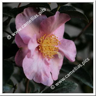 Camellia Sasanqua 'Momozono-nishiki '