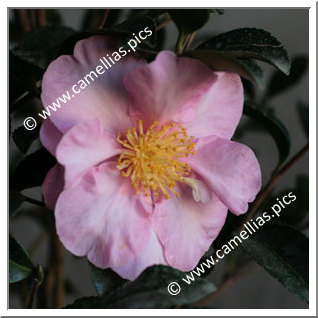 Camellia Sasanqua 'Momozono-nishiki '