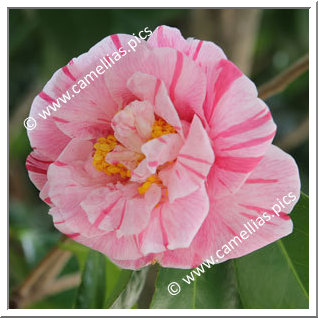 Camellia Japonica 'Momozono-nishiki'