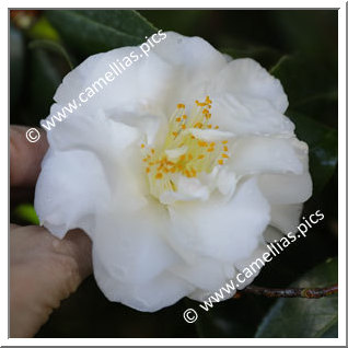 Camellia Japonica 'Mona Freeman'
