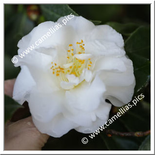 Camellia Japonica 'Mona Freeman'