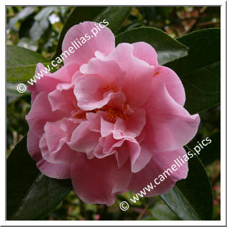 Camellia Hybrid C.x williamsii 'Mona Jury'