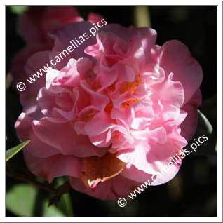 Camellia Hybrid C.x williamsii 'Mona Jury'