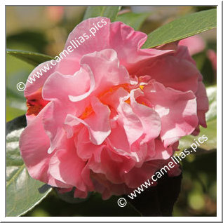 Camellia Hybrid C.x williamsii 'Mona Jury'