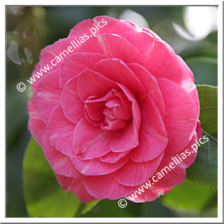 Camellia Japonica 'Monsieur Faucillon'