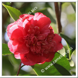 Camellia Japonica 'Monstruosa'