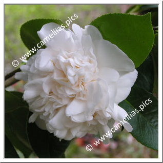 Camellia Japonica 'Mont Blanc'