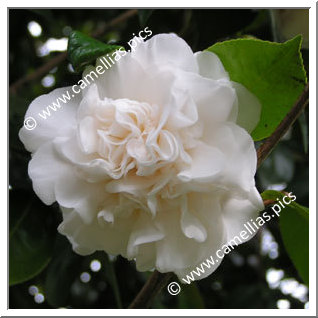 Camellia Japonica 'Mont Blanc'