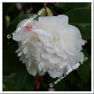 Camellia Japonica 'Mont Blanc'