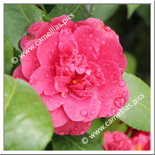 Camellia Japonica 'Mont Gargan '