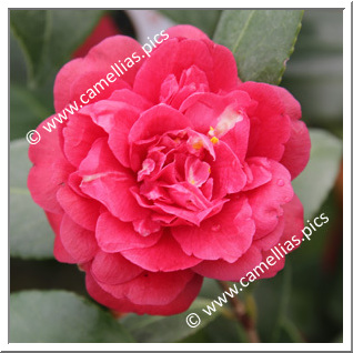 Camellia Japonica 'Mont Gargan '