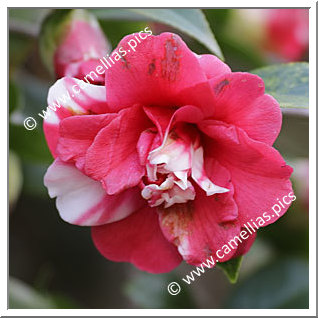 Camellia Japonica 'Marquis de Montcalm Variegated'