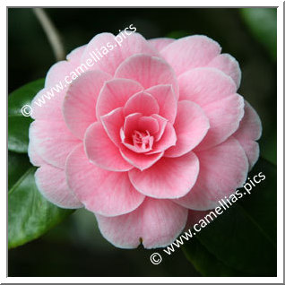 Camellia Japonica 'Montironi Rubra'