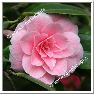 Camellia Japonica 'Montironi Rubra'