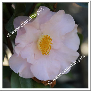 Camellia Japonica 'Moonlight Bay'