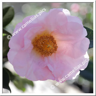 Camellia Hybrid 'Moonrise '
