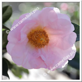 Camellia Hybride 'Moonrise '