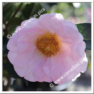 Camellia Hybride 'Moonrise '