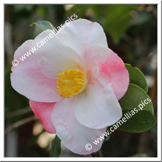 Camellia Hybride 'Moonstruck'