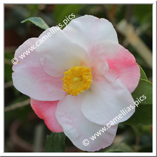 Camellia Hybride 'Moonstruck'