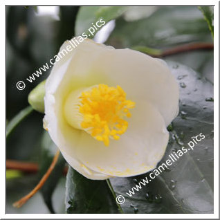 Camellia Japonica 'Morohito'