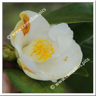 Camellia Japonica 'Morohito'