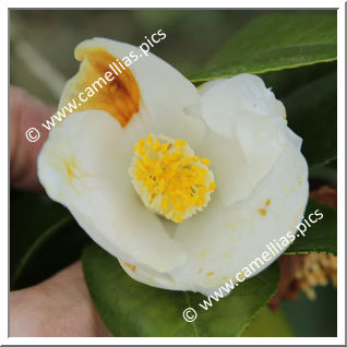 Camellia Japonica 'Morohito'