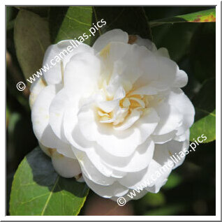 Camellia Japonica 'Moshe Dayan'