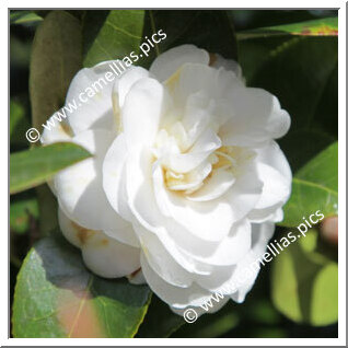 Camellia Japonica 'Moshe Dayan'