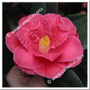 Camellia Japonica 'Moshio'