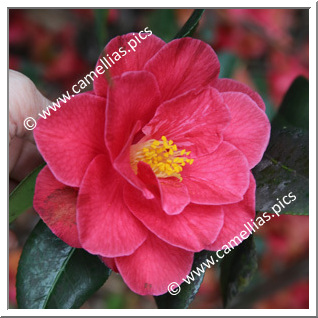 Camellia Japonica 'Moshio'