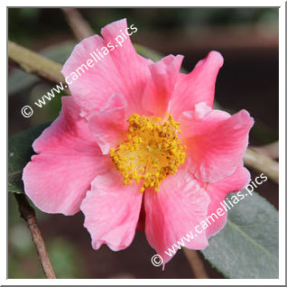 Camellia Reticulata 'Mouchang'