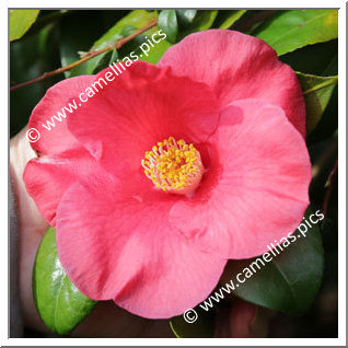 Camellia Japonica 'Moulin Rouge '