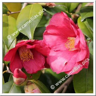 Camellia Japonica 'Moulin Rouge '