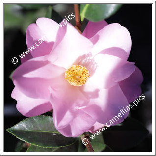 Camellia Japonica 'Mrs George Bell'
