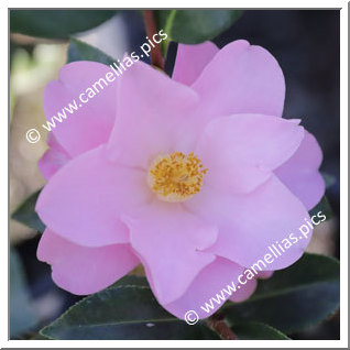 Camellia Japonica 'Mrs George Bell'
