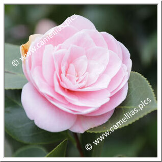Camellia Japonica 'Mrs H. Boyce'