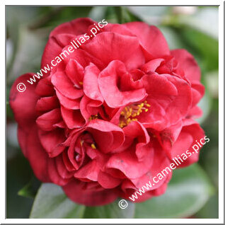 Camellia Japonica 'Mrs Charles Cobb'